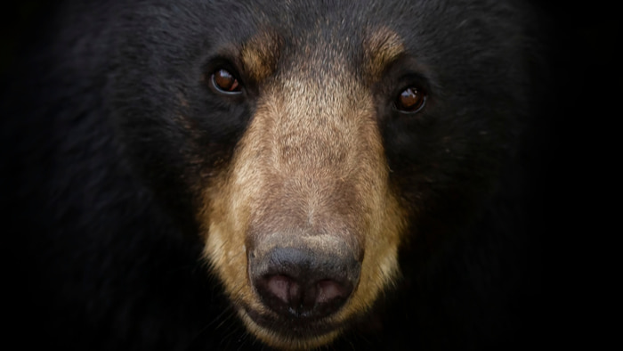 Bear Dream Meaning