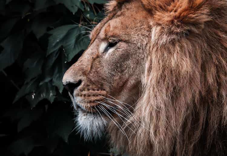 A lion chasing you in a dream.