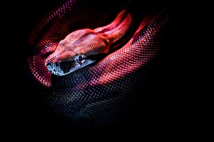 red snake in a dream