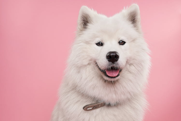 dream about a white dog